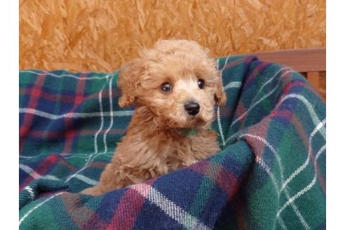 成約済の宮城県のトイプードル-129145の5枚目